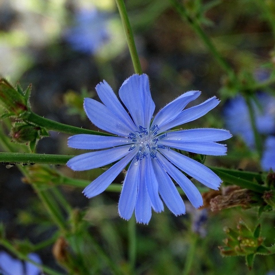 Blue Yabani Hindiba Çiçeği Tohumu(100 adet)
