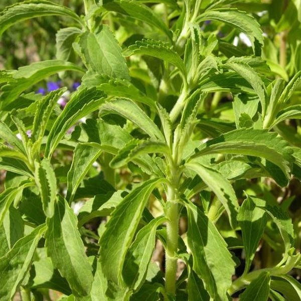 Doğal Şeker Otu Stevia Tohumu (1000 tohum)