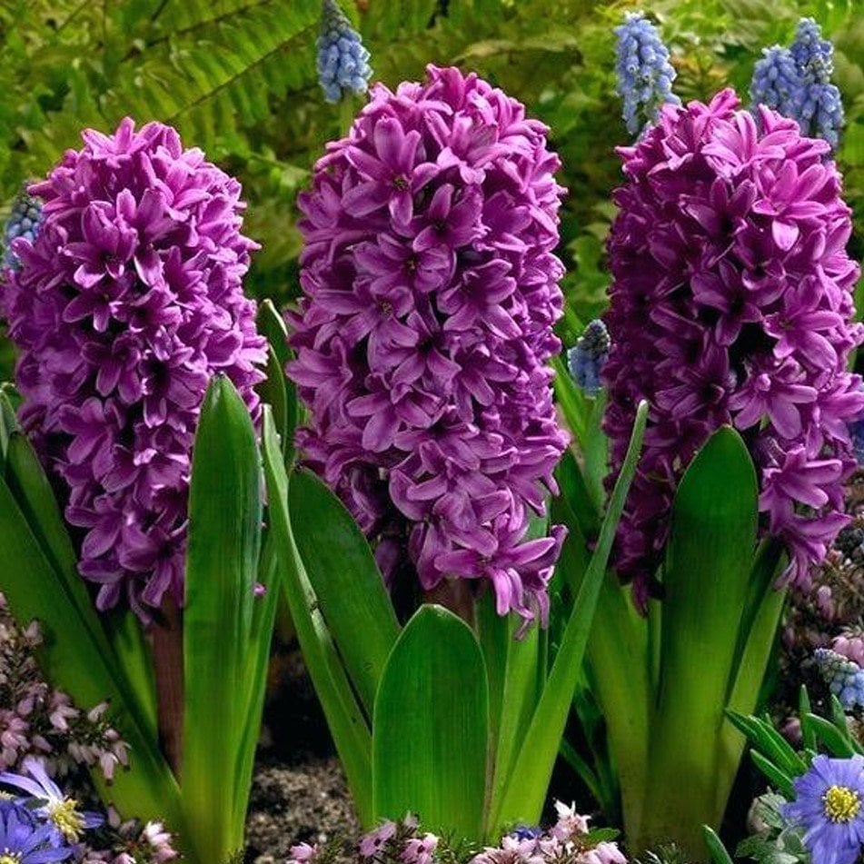 Hyacinthus Yoğun Kokulu Purple Sensation Sümbül Soğanı (3 adet)