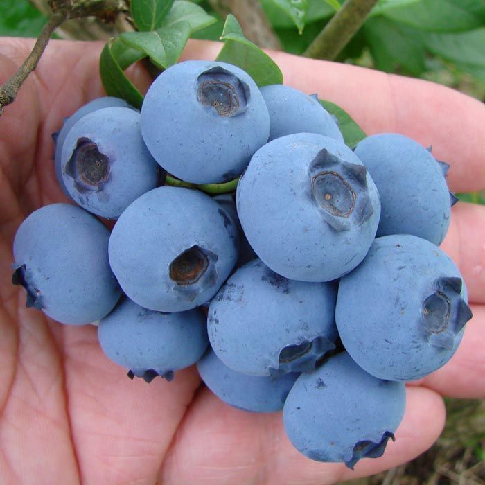 Bluecrop Yaban Mersini Fidesi (5 Adet 10-20 cm)