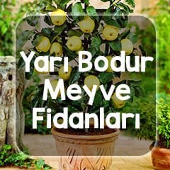 Yarı Bodur Meyve Fidanı Fiyatları