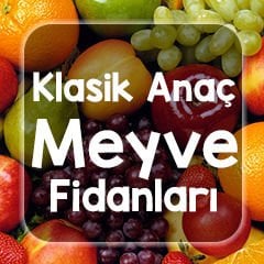 meyve fidanı satın al