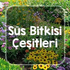 süs bitkisi satışı