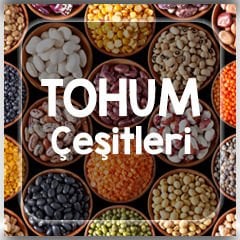 tohum satışı