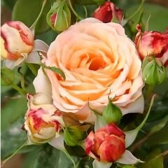 Tüplü Sarı Turuncu Claudia Yediveren Aşılı Gül Fidanı