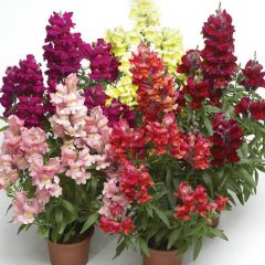 Karışık Aslanağzı Çiçeği Fidesi (5 adet)