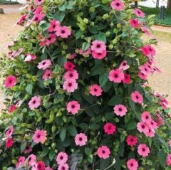 Sunny Susy Rose Sensation Siyah Gözlü Pembe Suzan Sarmaşığı Çiçeği Fidesi (2 adet)