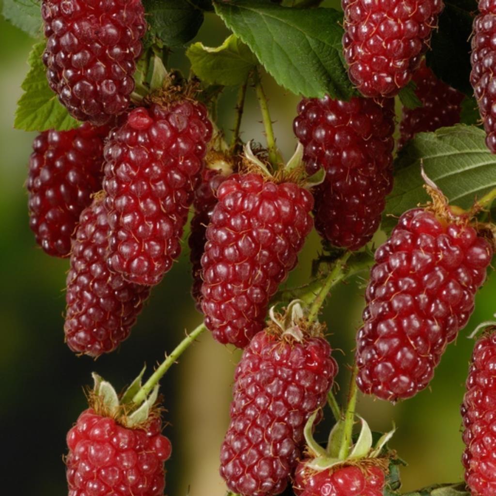 Tüplü Tayberry Böğürtlen Fidanı