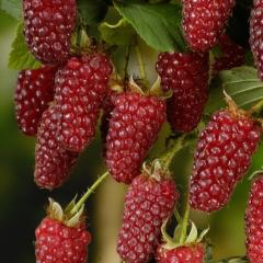 Tüplü Tayberry Böğürtlen Fidanı