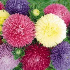 Karışık Renkli İğne Çiçekli Aster Çiçeği Tohumu(100 tohum)
