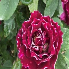 Multi Yaşlı Nadir Kokulu Clove Rose Karanfil Yediveren Sarmaşık Gül Fidanı (130-160 cm)