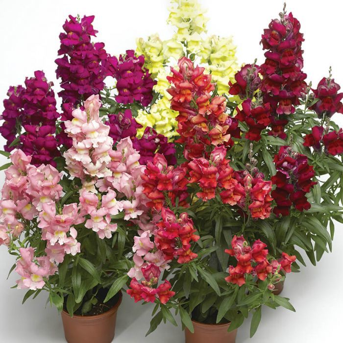 Karışık Aslanağzı Çiçeği Fidesi (300 adet)