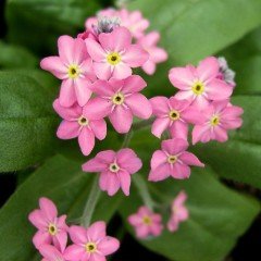Pembe Unutma Beni Çiçeği Tohumu (100 tohum)