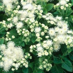 Beyaz Ageratum(Vapur Dumanı) Çiçeği Tohumu
