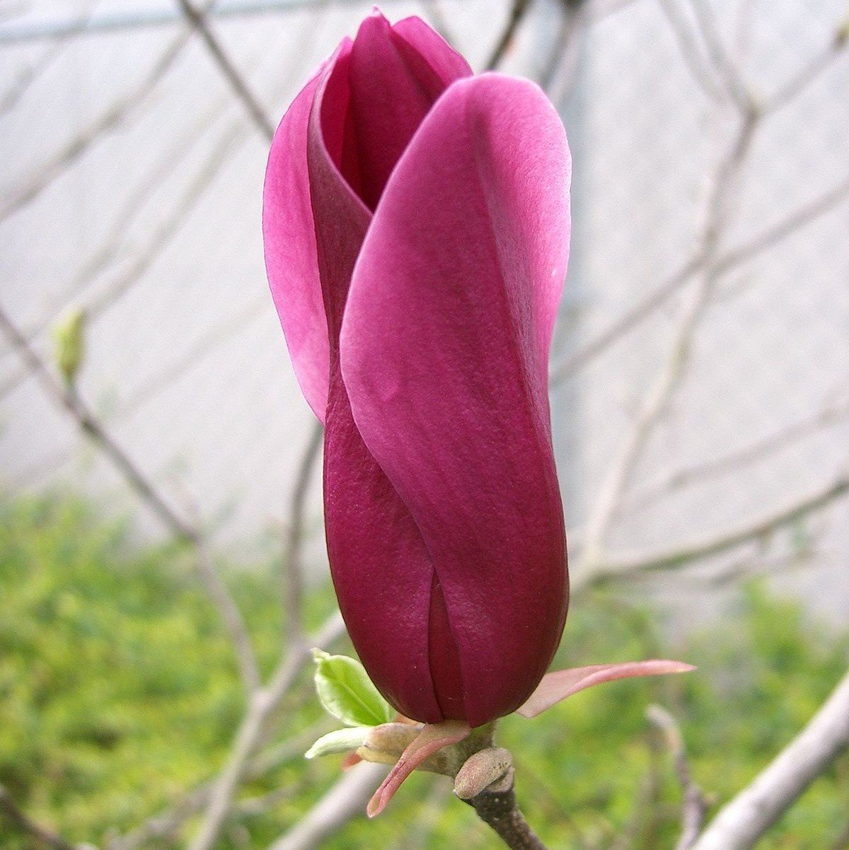 Tüplü Nadir Bulunan Mor Çiçekli Manolya (Magnolia) Fidanı