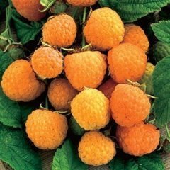 Tüplü Nadir Bulunan Aromalı Sarı Ahududu Fidanı
