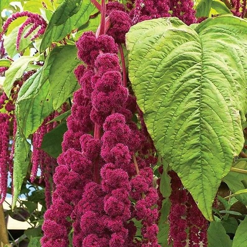Sarkan Kırmızı Amaranthus(Horoz İbiği) Çiçeği Tohumu( 150 tohum)