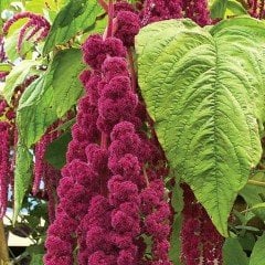 Sarkan Kırmızı Amaranthus(Horoz İbiği) Çiçeği Tohumu( 150 tohum)