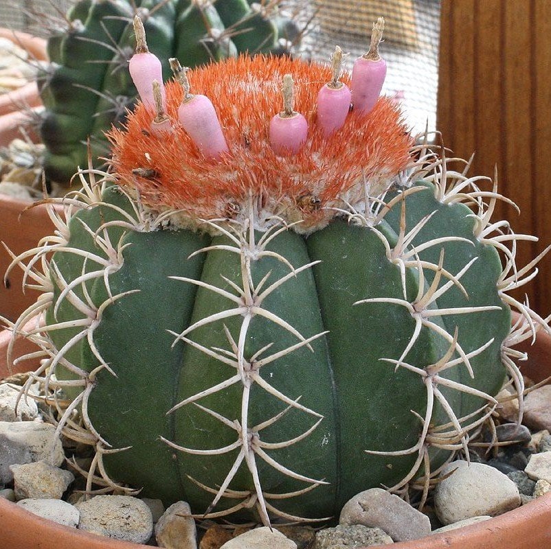 Şapkalı Kaktüs Melocactus Azereus (8.5 Luk Saksıda)