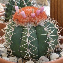 Şapkalı Kaktüs Melocactus Azereus (8.5 Luk Saksıda)