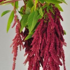 Kırmızı Ealry Splendor Amaranthus(Horoz İbiği) Çiçeği Tohumu(50 tohum)
