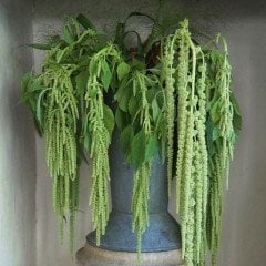 Amaranthus Caudatus Çiçeği Tohumu(50 tohum)