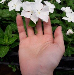 Vinca Cora Major White Cezayir Menekşesi Çiçeği Fidesi (3 adet)