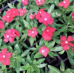 Dev Çiçekli Cherry Vinca Major Cezayir Menekşesi Çiçeği Fidesi (3 adet)