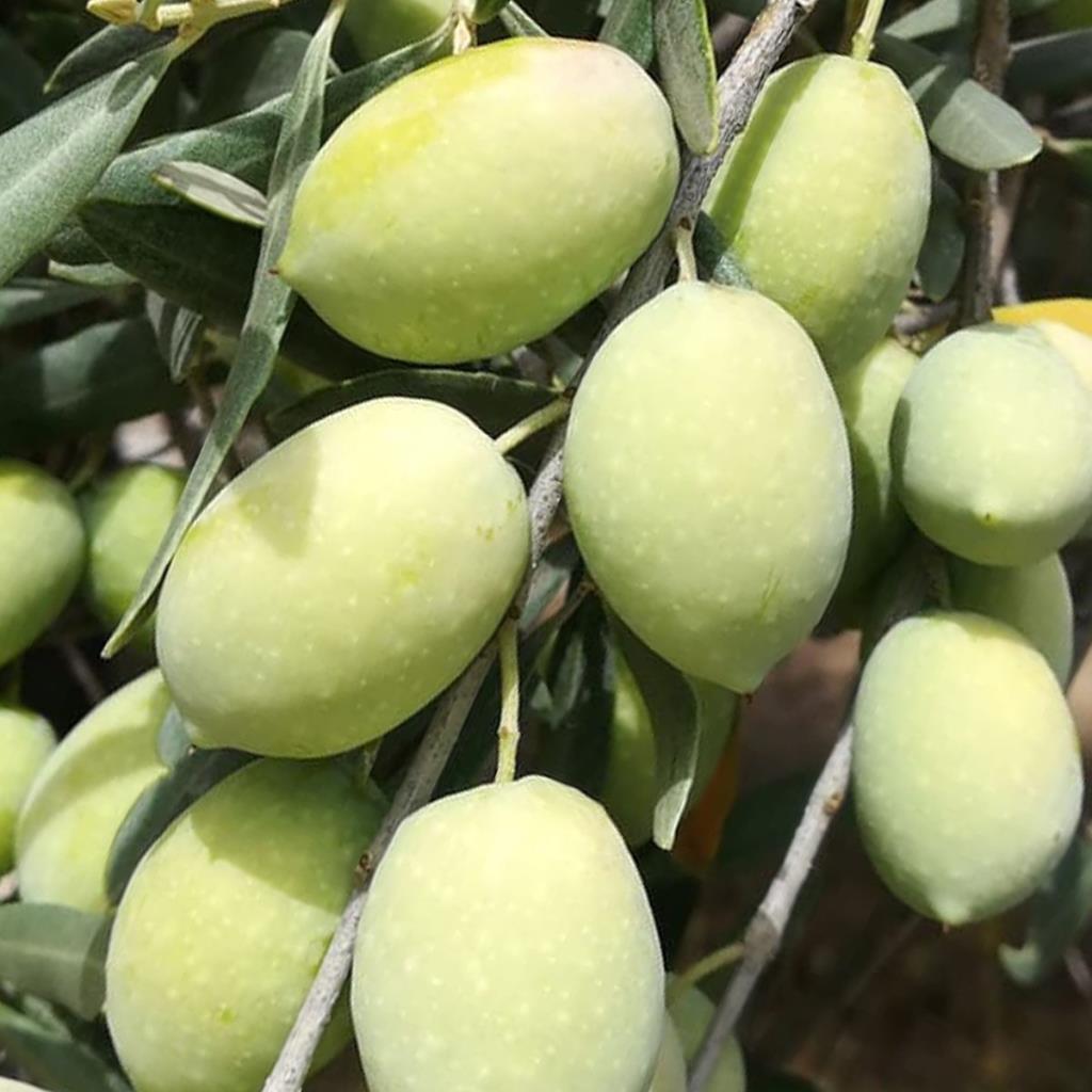Tüplü Memecik Zeytin Fidanı