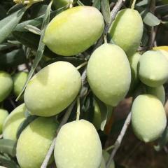 Tüplü Memecik Zeytin Fidanı
