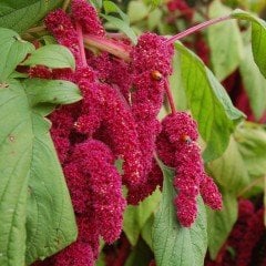 Kırmızı Renk Amaranthus caudatus Çiçeği Tohumu(100 tohum)