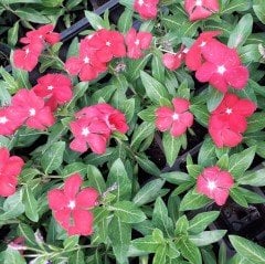 Kırmızı Cora Cezayir Menekşesi Çiçeği Fidesi (3 adet)