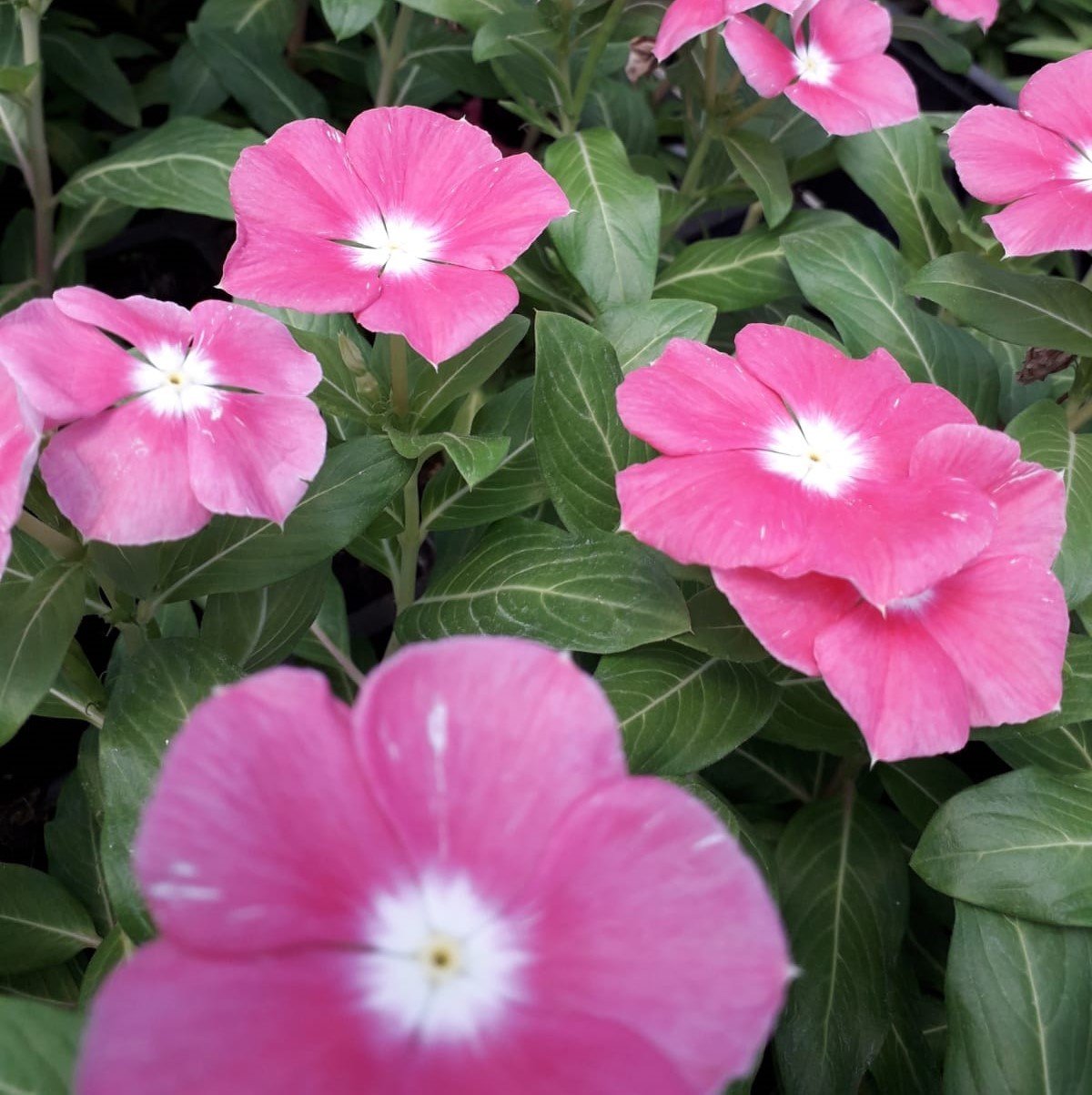 Pink Cezayir Menekşesi Çiçeği Fidesi (3 adet)