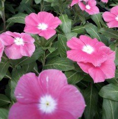 Pink Cezayir Menekşesi Çiçeği Fidesi (3 adet)