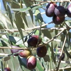 Tüplü Ayvalık (Edremit) Zeytin Fidanı (2 Yaş)