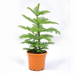 Salon Çamı Arokarya (Araucaria) Bitkisi Fidanı (9 Luk Saksıda)