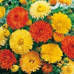 Karışık Renkli Aynısafa Çiçeği Tohumu(150 TOHUM)
