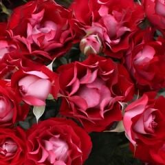 Tüplü Multi Goncalı Özel Rose Der Einheit Yediveren Gül Fidanı