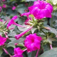 Violet Pink Akşam Sefası Çiçeği Tohumu(20 tohum)