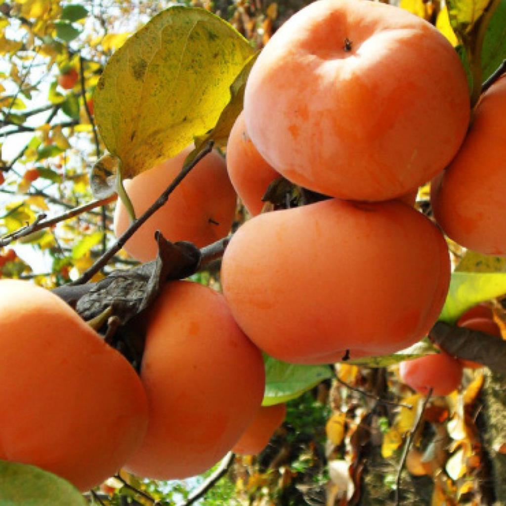 Tüplü Aşılı Fuyu Trabzon Hurması Fidanı