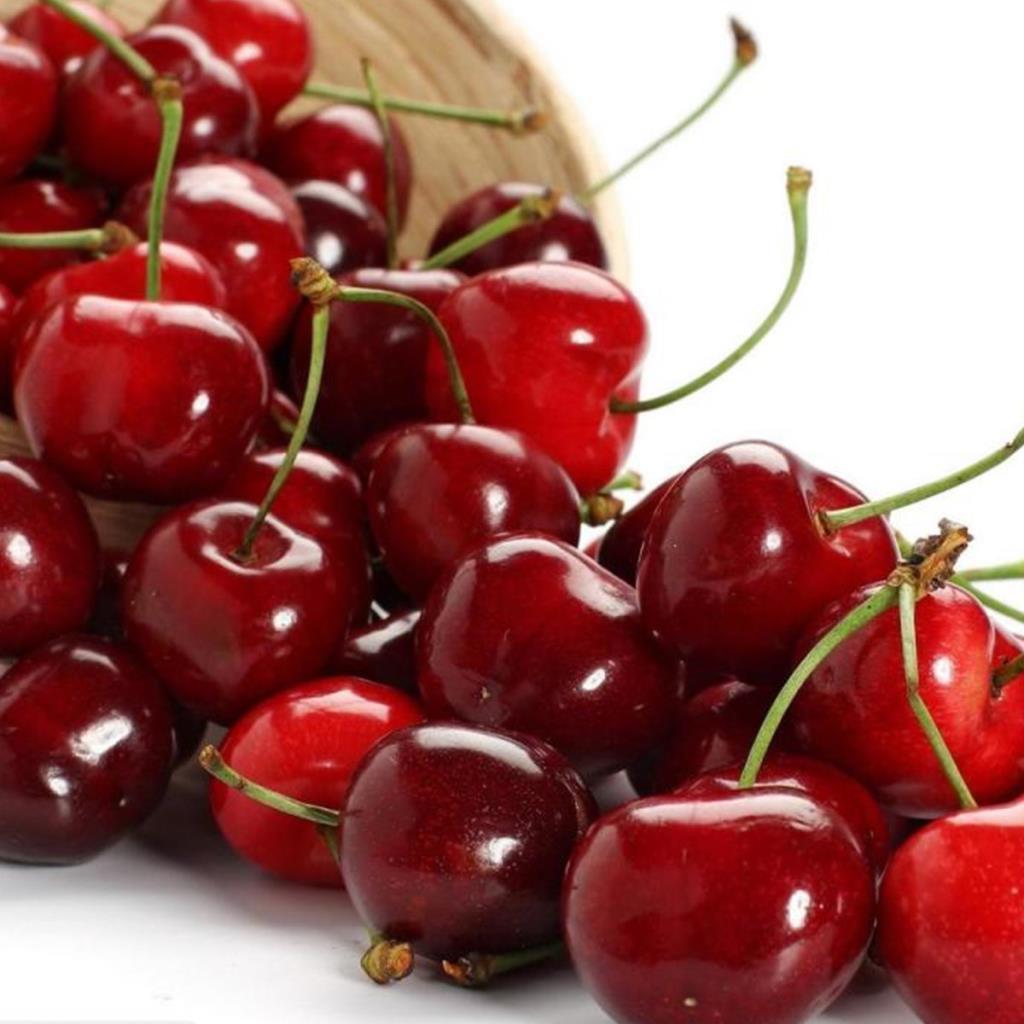Tüplü Tam Bodur Kütahya Vişne Fidanı