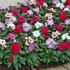 Herdem Yeşil Mixed Soğuklara Karşı Dayanıklı Vinca Cezayir Menekşesi Çiçeği Fidesi (5 adet)