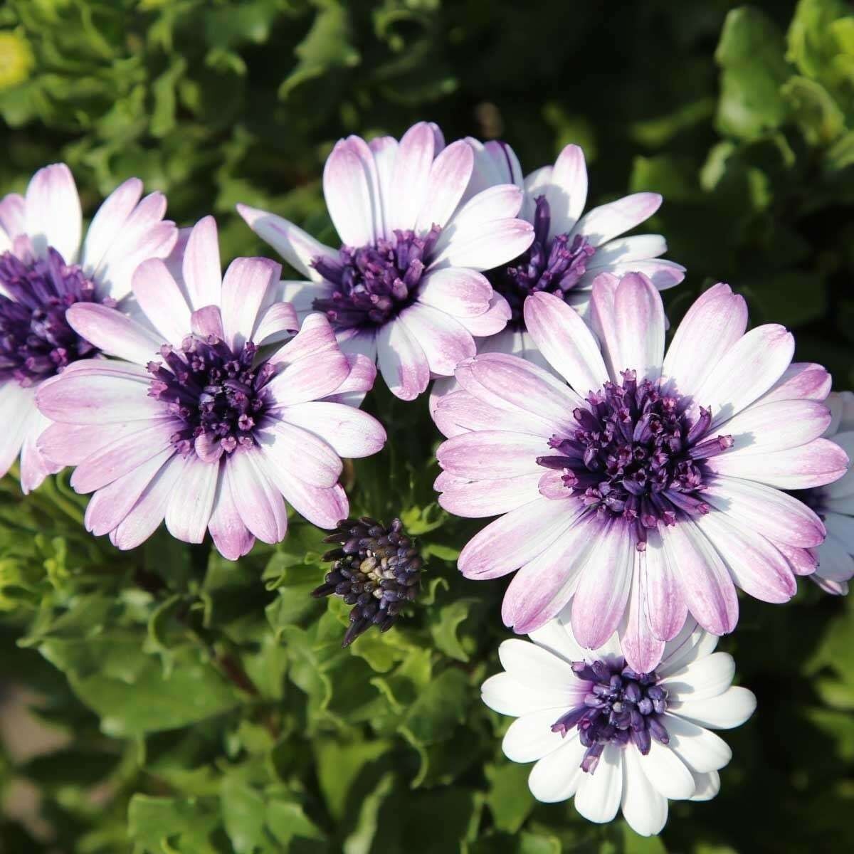 Çok Yıllık Erato Double White Blush Bodrum Papatyası Çiçeği Fidesi (1 adet)