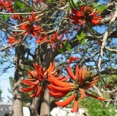 Erythrina Caffra Mercan Ağacı Fidanı Özel Tür