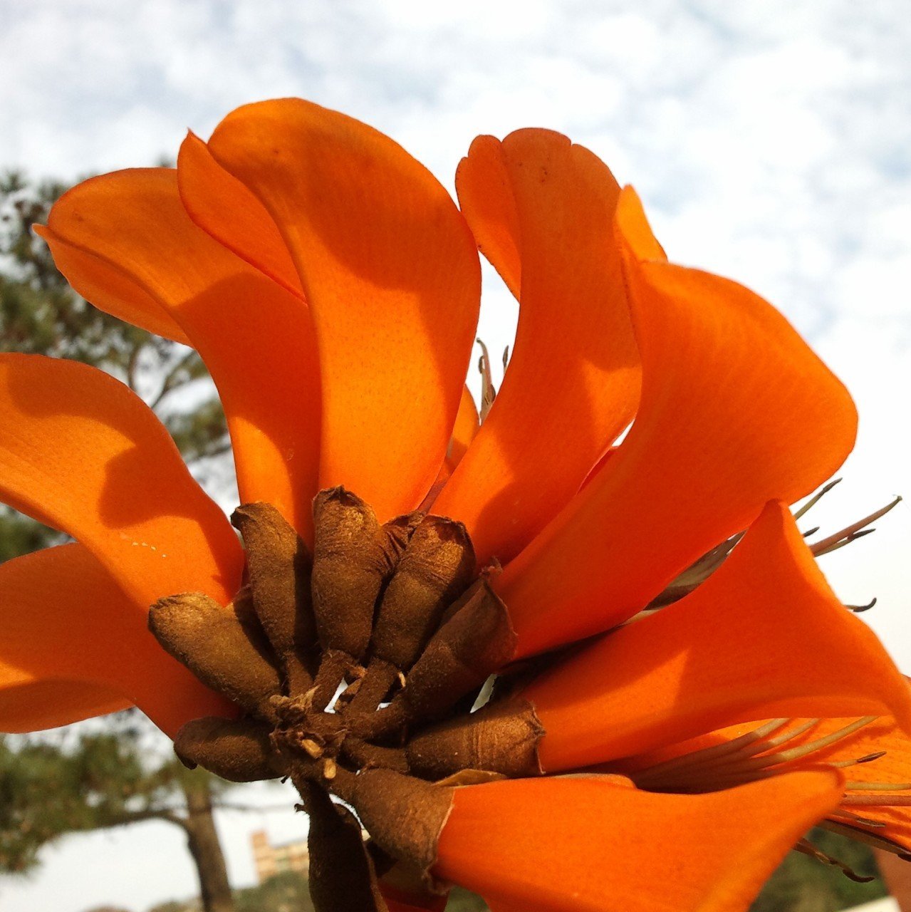 Erythrina Caffra Mercan Ağacı Fidanı Özel Tür