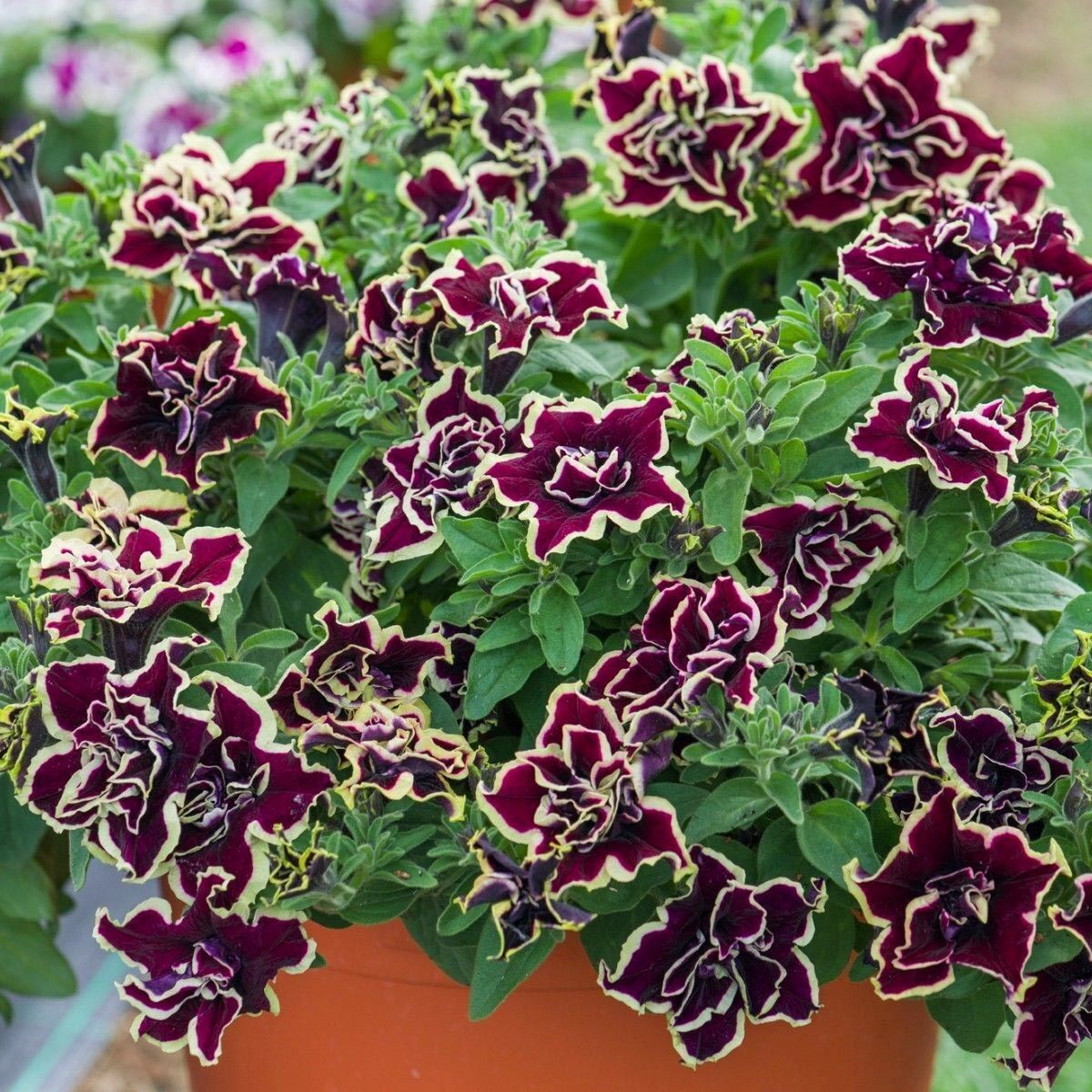 Tumbelina Superstar Kokulu Katmerli Sarkıcı Petunya Çiçeği Fidesi (1 Adet)