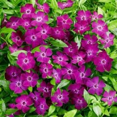 Herdem Yeşil Verino Soğuklara Dayanıklı Vinca Minor Çiçeği Fidesi (1 Adet)