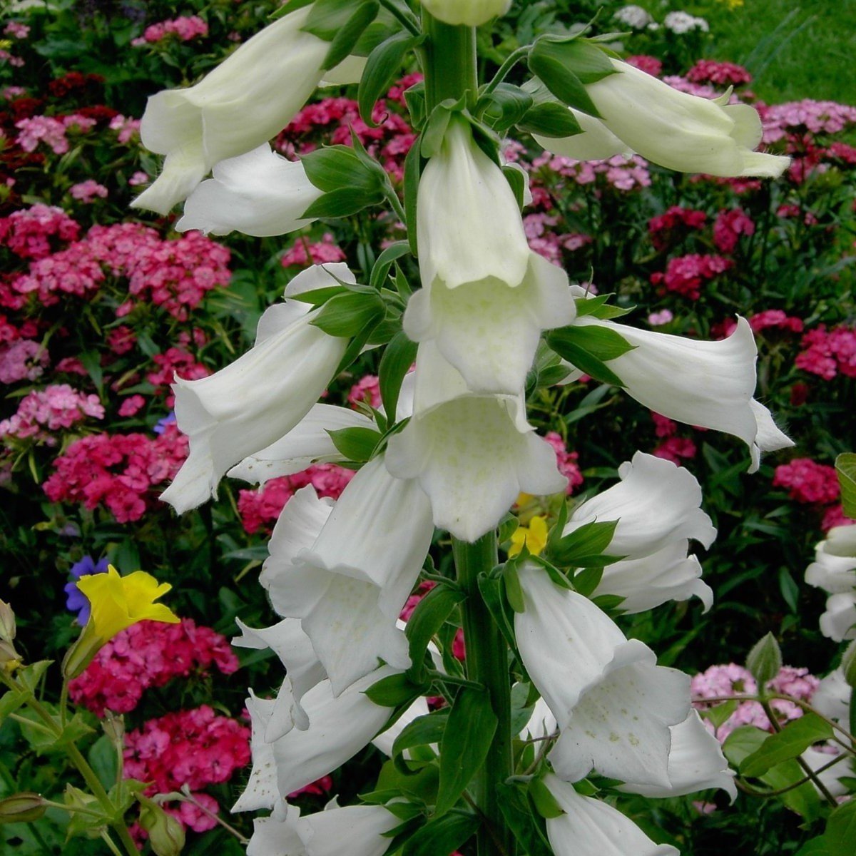 Sweet Lady Penstemon Çiçeği Tohumu(50 adet)