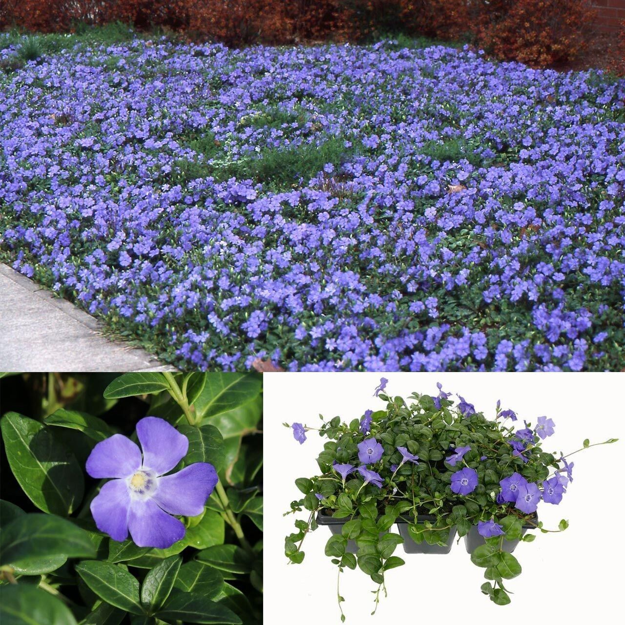 Herdem Yeşil Hawai Soğuklara Dayanıklı Vinca Minor Çiçeği Fidesi (1 Adet)