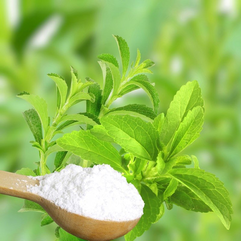 Şeker Otu Stevia Fidesi (100 adet)